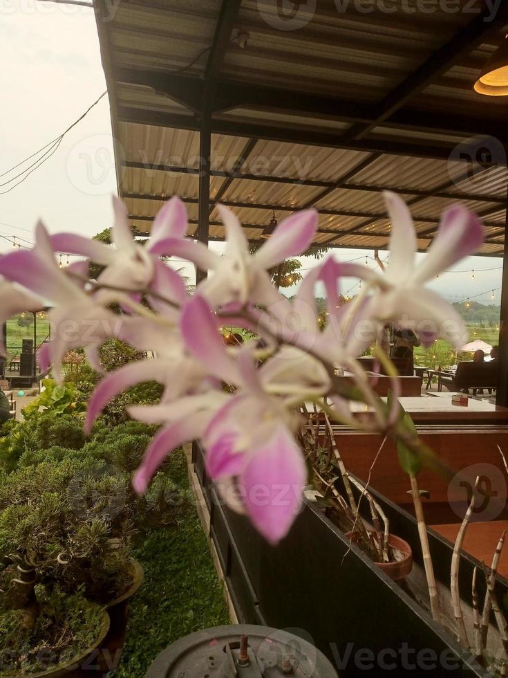 Blossom pink orchid at garden photo