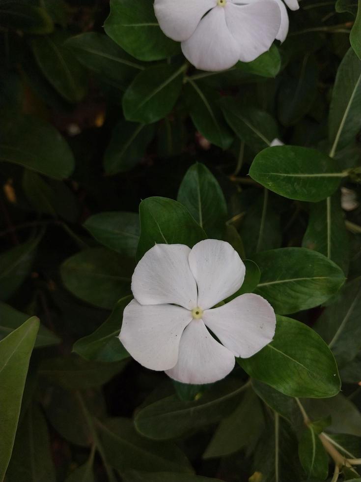 a beautiful view of a Madagascar Periwinkle flower plant photo
