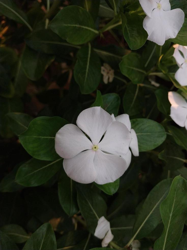 a beautiful view of a Madagascar Periwinkle flower plant photo