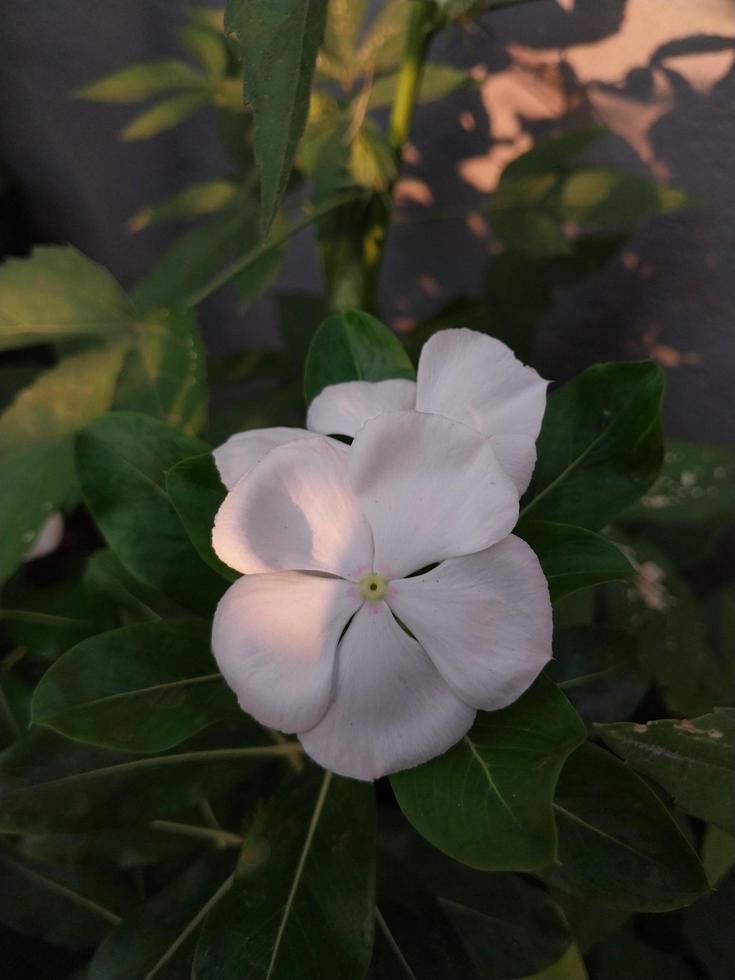 a beautiful view of a Madagascar Periwinkle flower plant photo