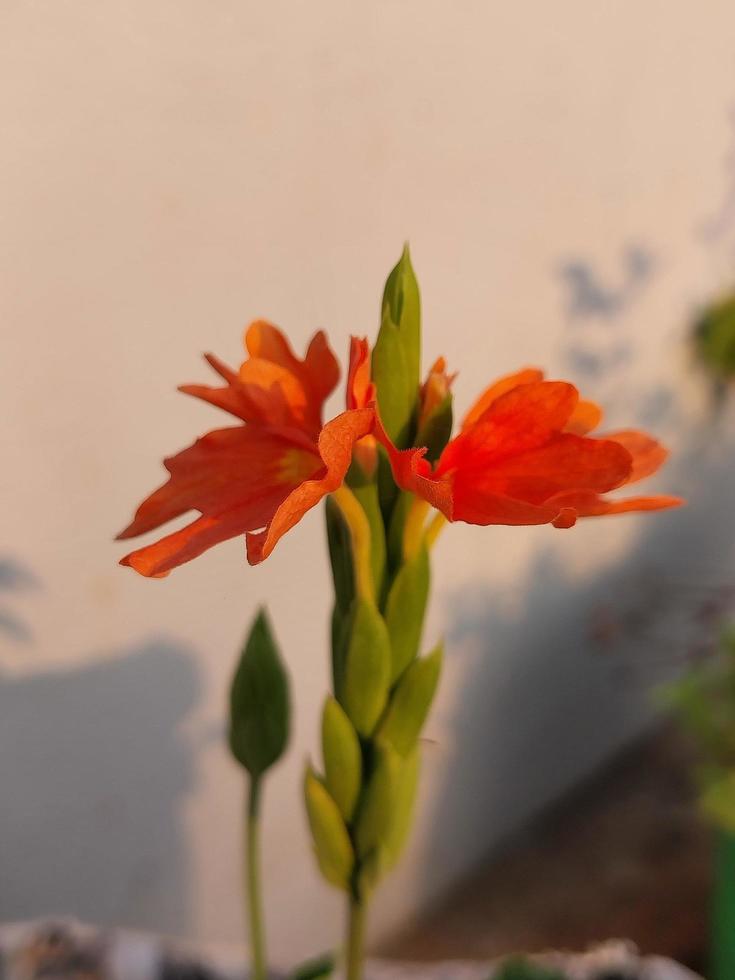 The firecracker flower or tropical flame flower photo