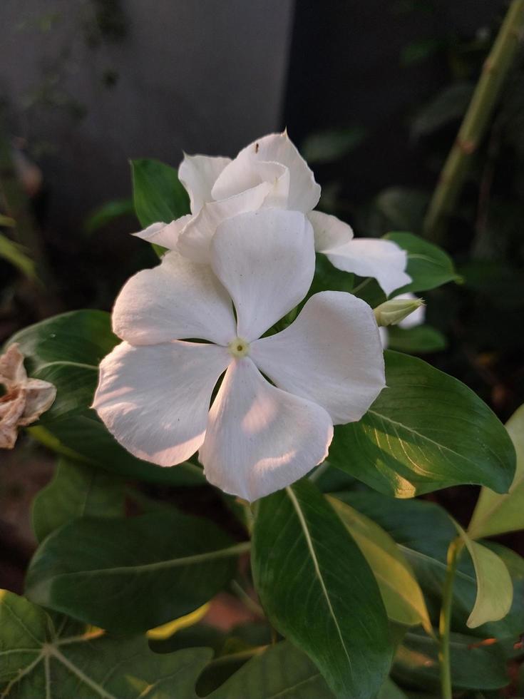 a beautiful view of a Madagascar Periwinkle flower plant photo