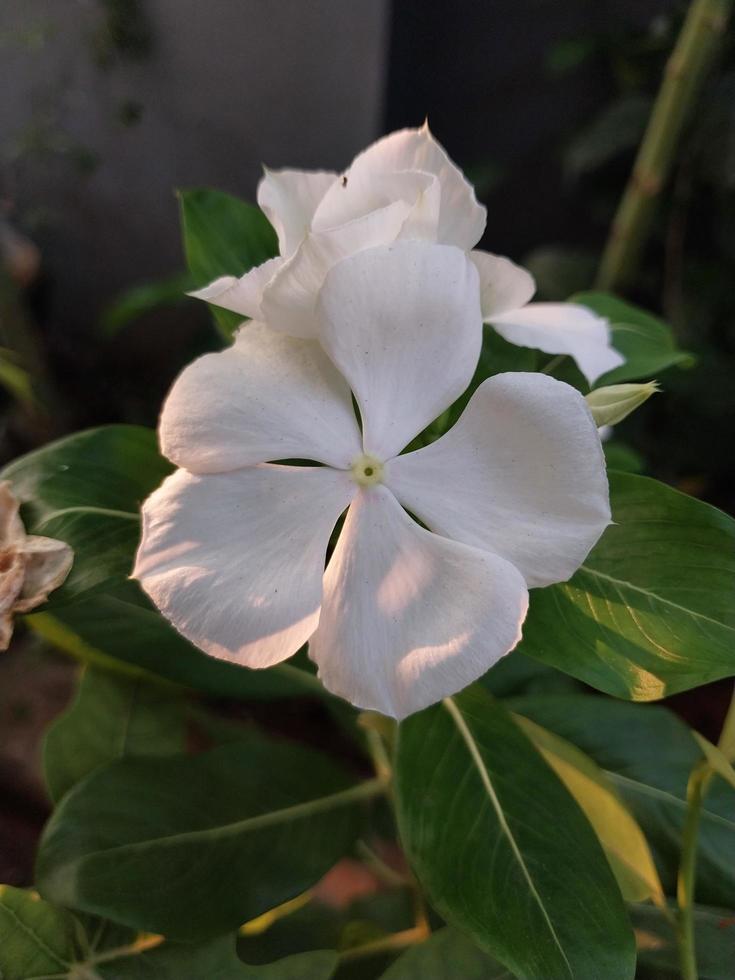 a beautiful view of a Madagascar Periwinkle flower plant photo