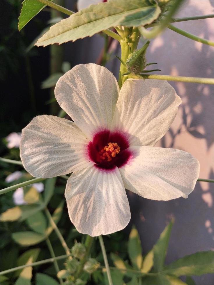 a view of a Gongura Seeds plant flower photo
