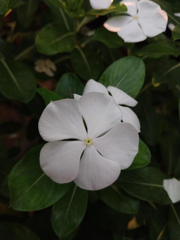 un hermosa ver de un Madagascar bígaro flor planta foto