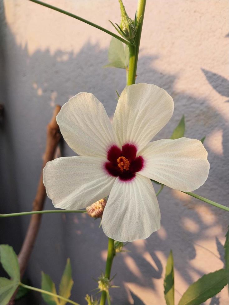 a view of a Gongura Seeds plant flower photo