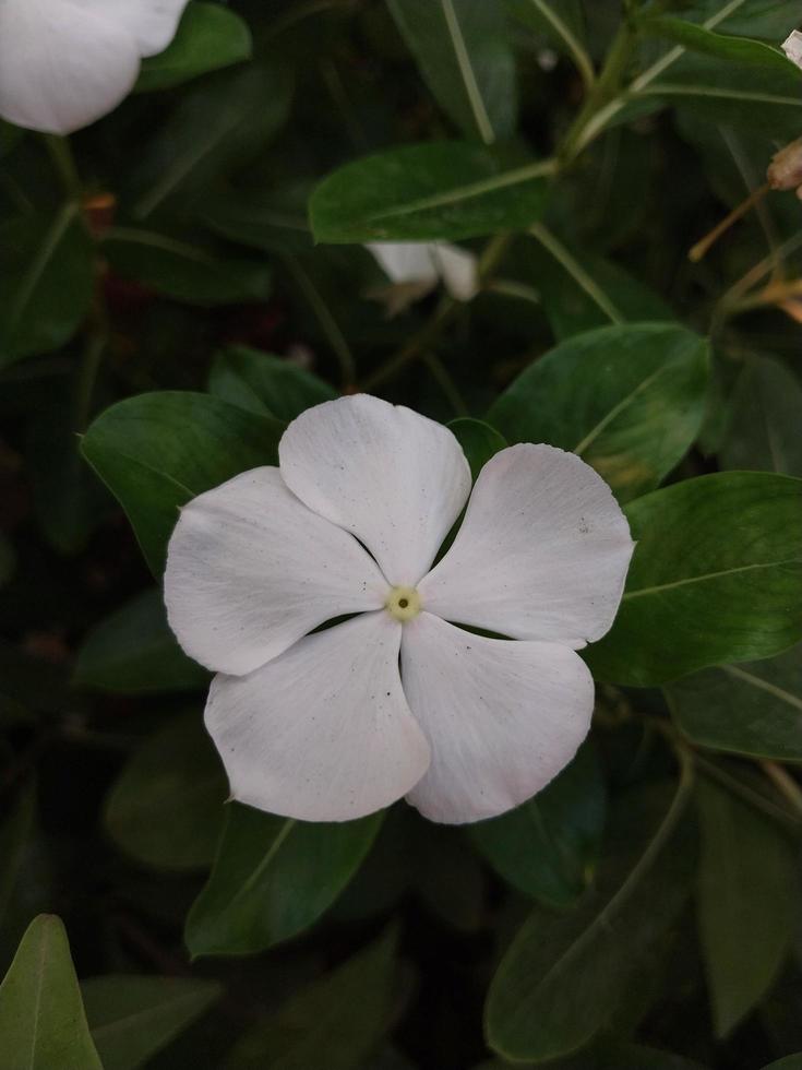 a beautiful view of a Madagascar Periwinkle flower plant photo