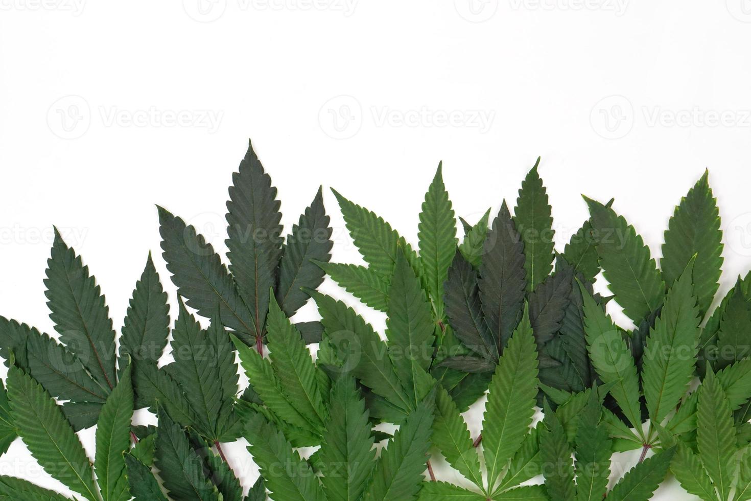 Fresh cannabis leaf or marijuana on white background. Nature, medicine concept and layout of a frame made of cannabis leafs. photo