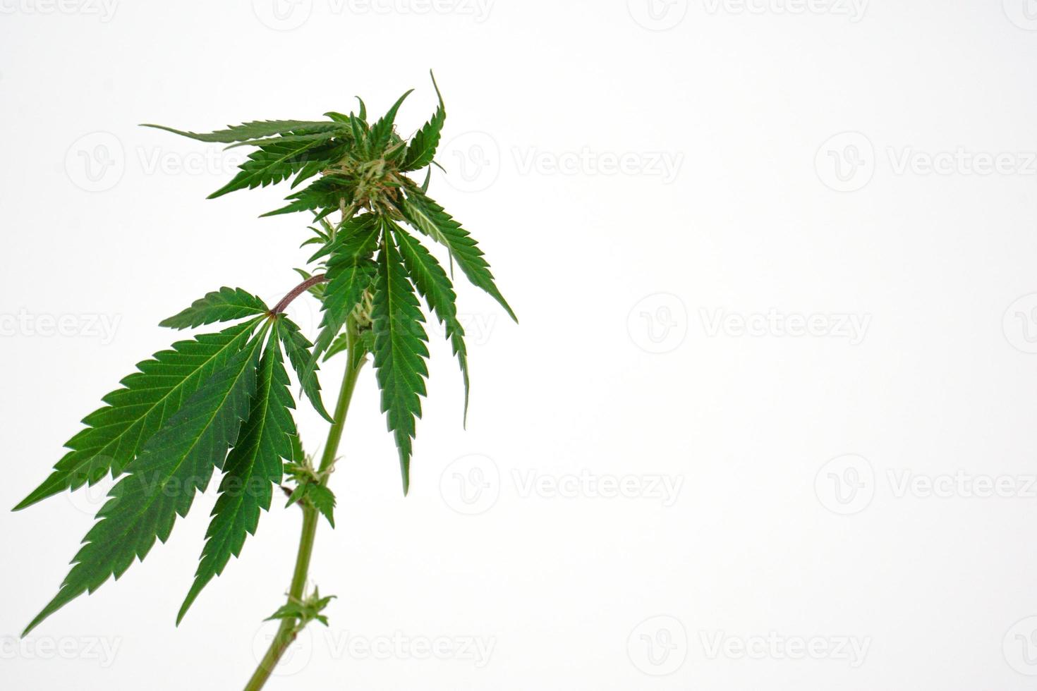 Fresh cannabis leaf or marijuana on white background. Nature, medicine concept and layout of a frame made of cannabis leafs. photo