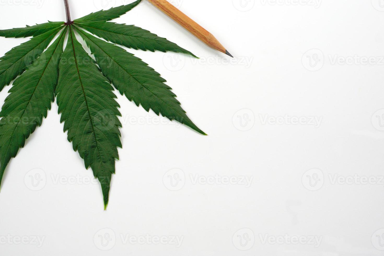 Fresh cannabis leaf or marijuana and a pencil on white background. Nature, medicine and research concept. photo