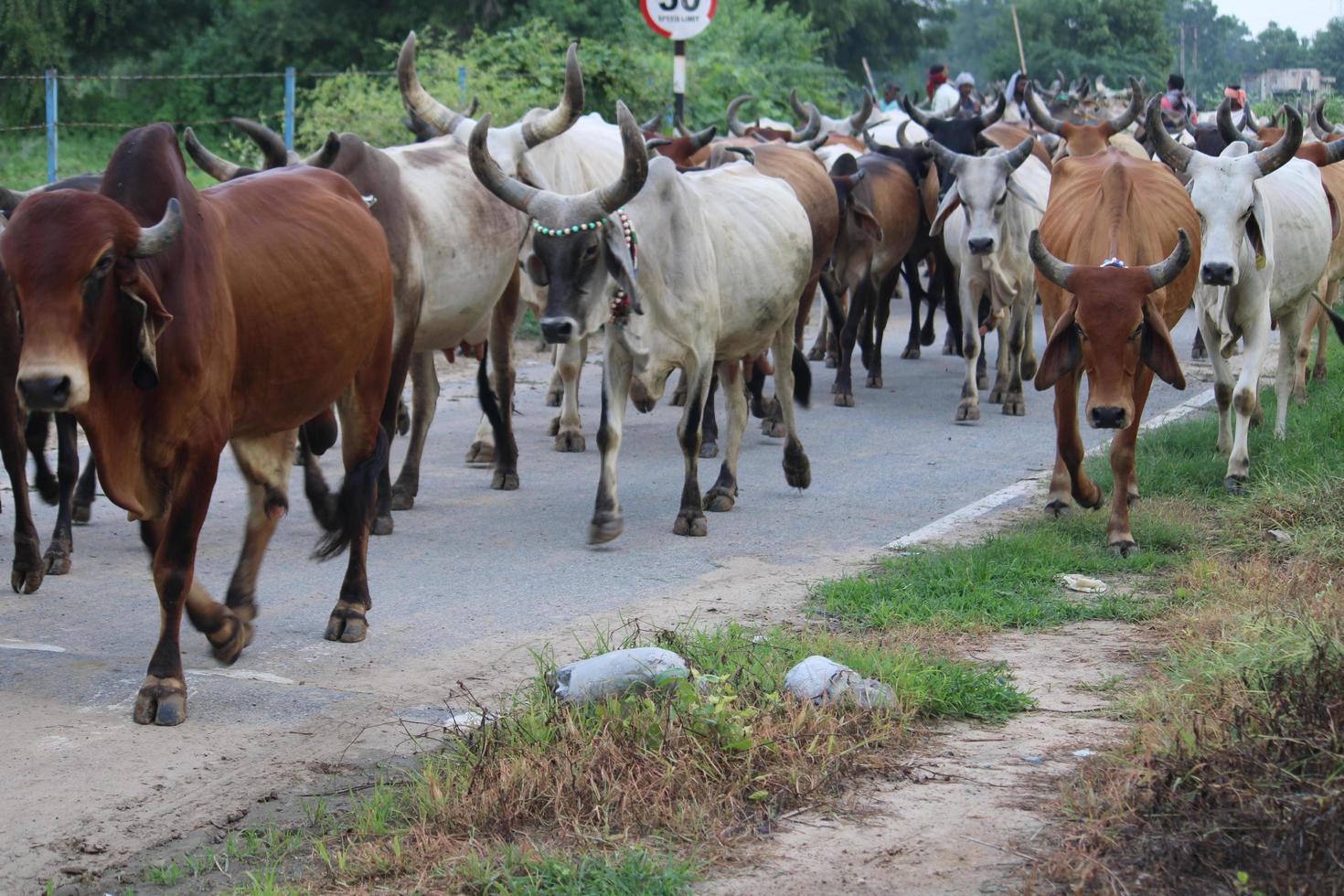 Indian village cows photo