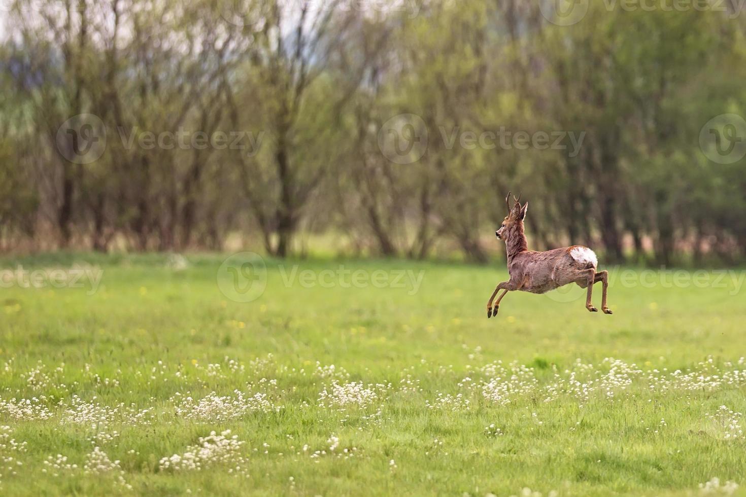 Buck deer in a clearing photo