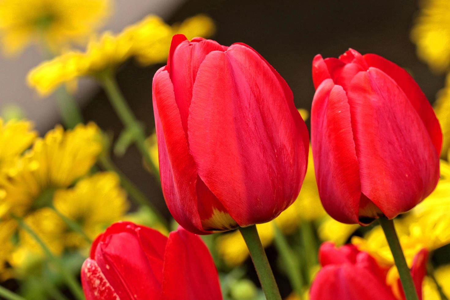Red fresh tulips photo