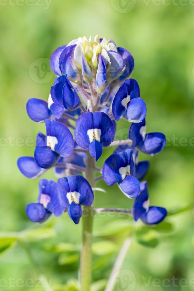 The spring blooming bluebonnet is the state flower of Texas. photo