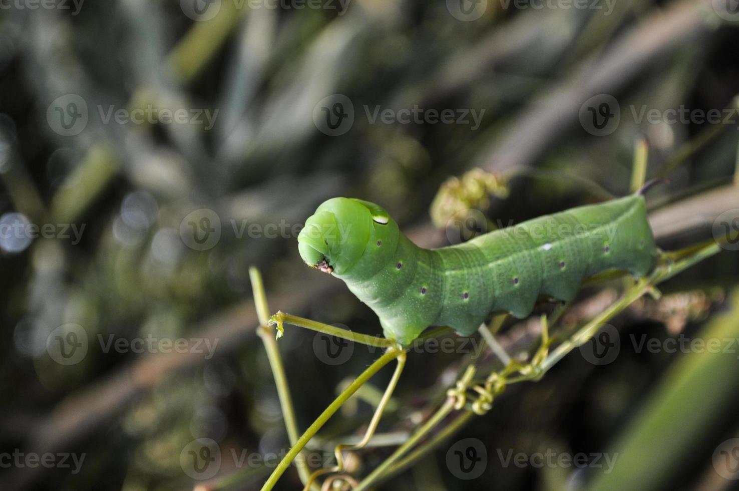 Green caterpillar lifting its head which makes it look like an alien photo