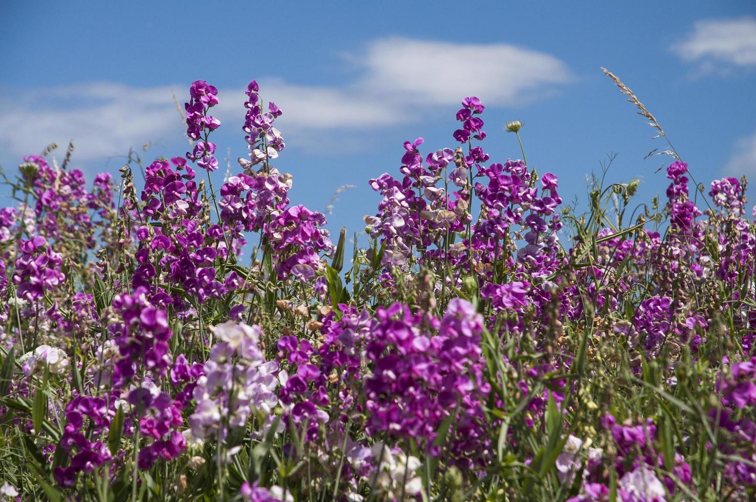 Wild pea flowers with beautiful colors photo