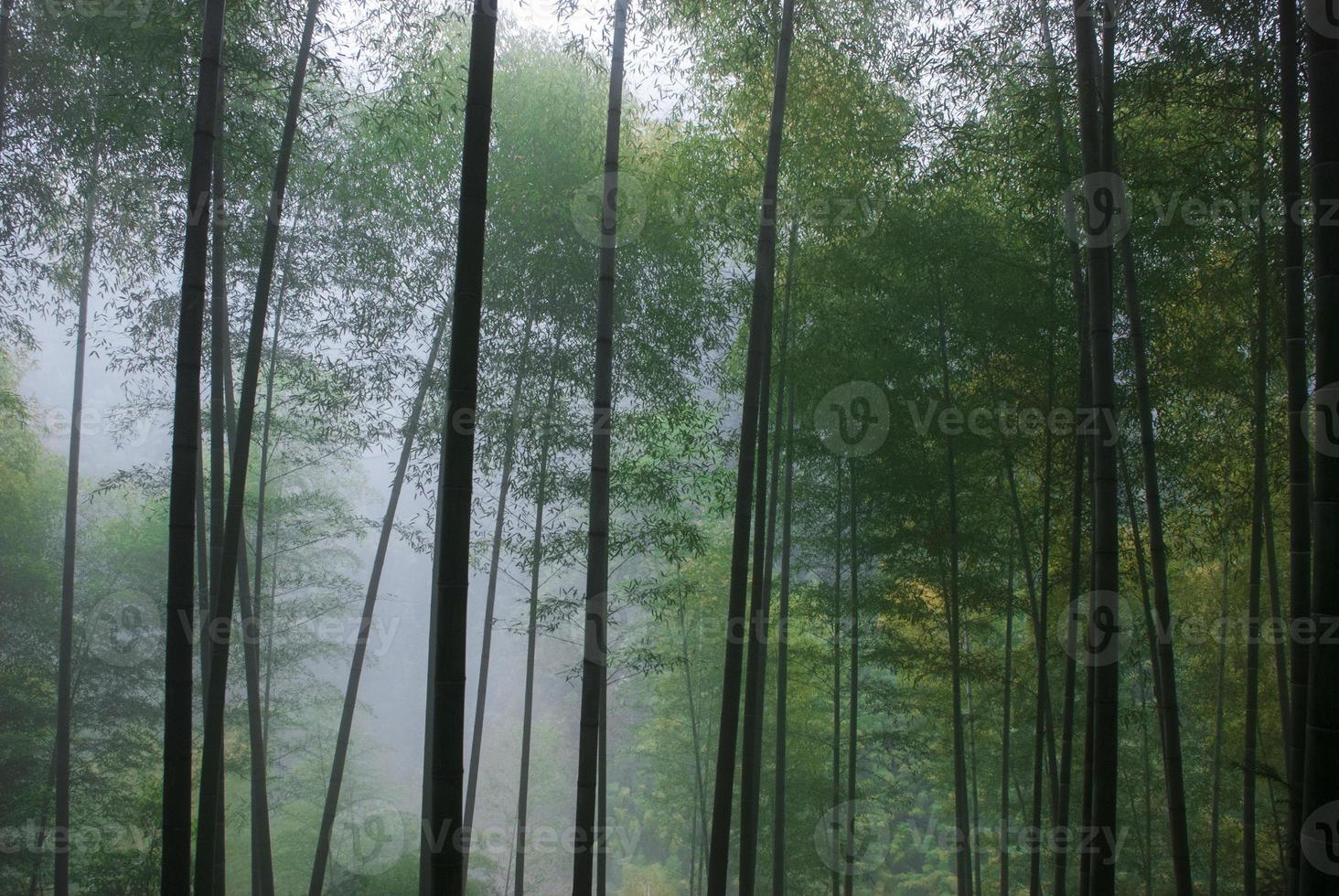 Bamboo forest in fog after rain photo