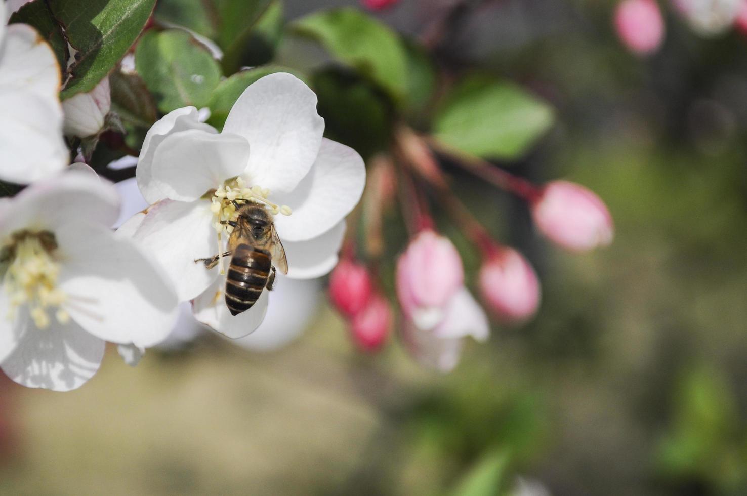 A bee stopped on a white flower gathering honey photo