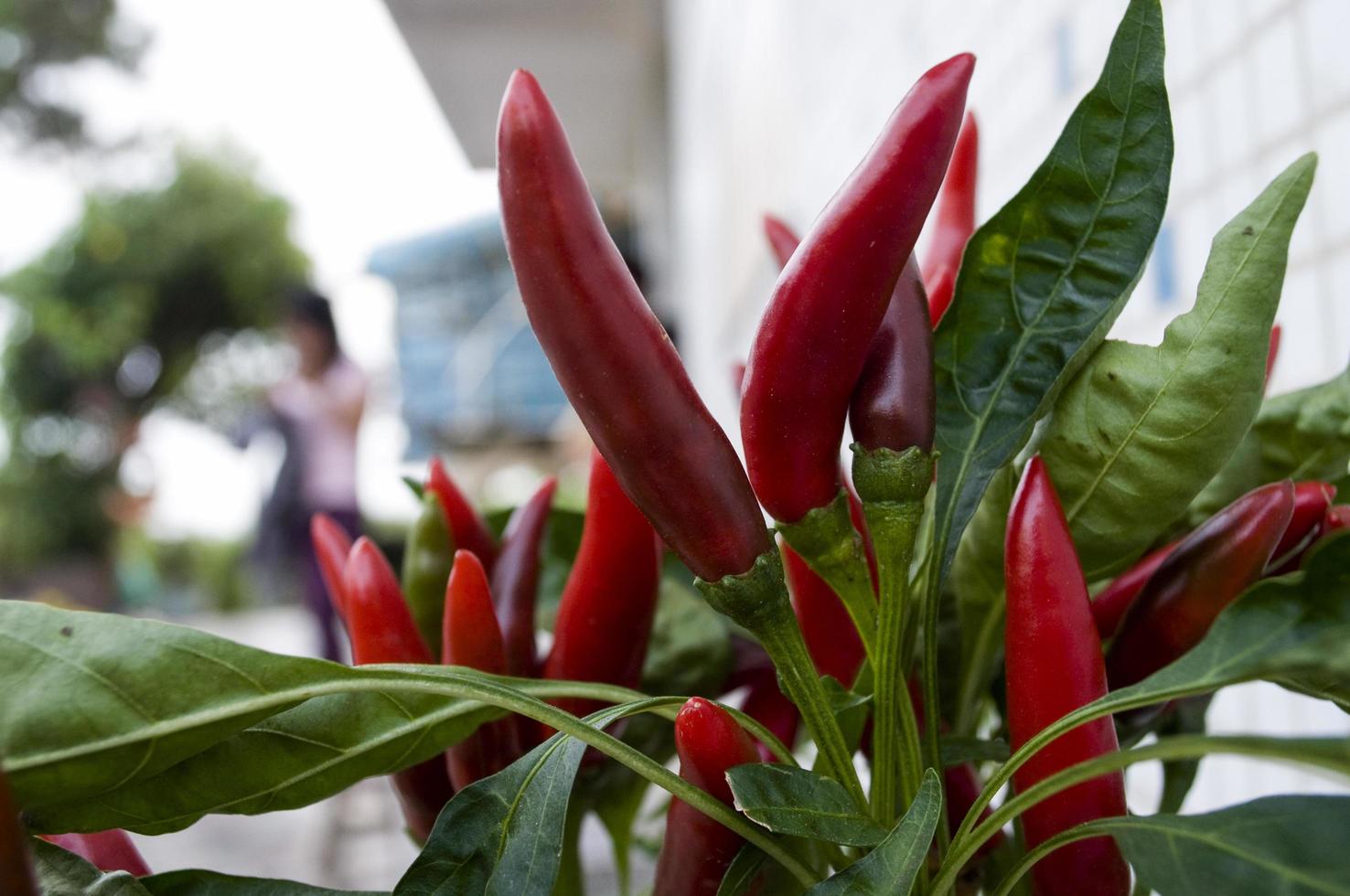 Red chili growing towards the sky photo