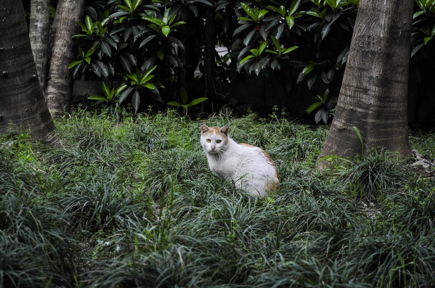 Orange and white stray cat was trying to get food from people but was cautious in the meantime photo