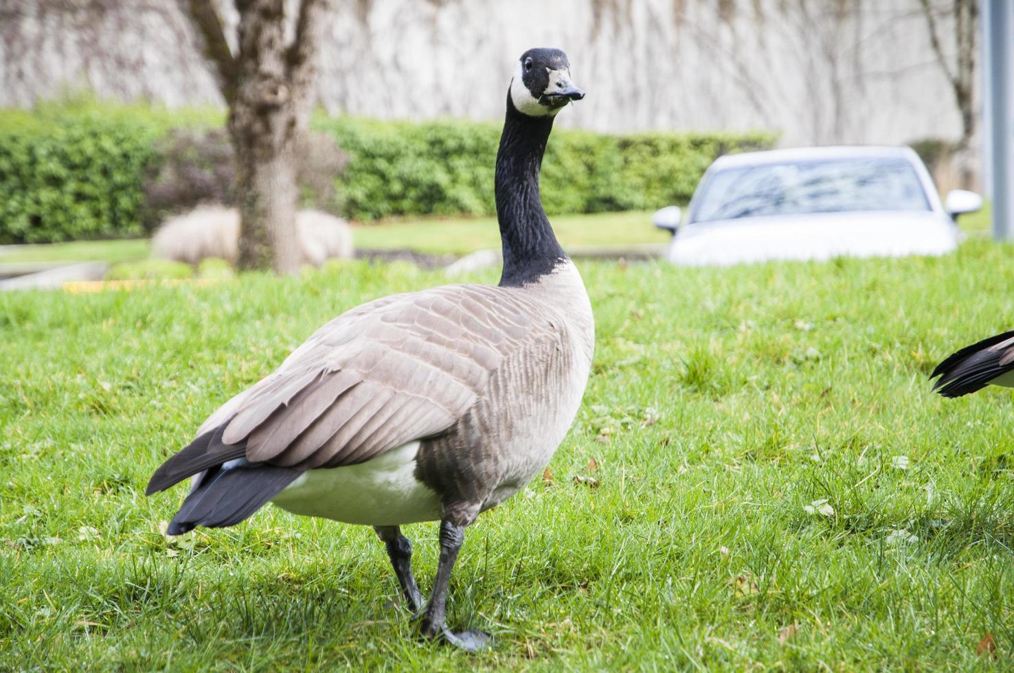 Goose making the community grassland its home photo