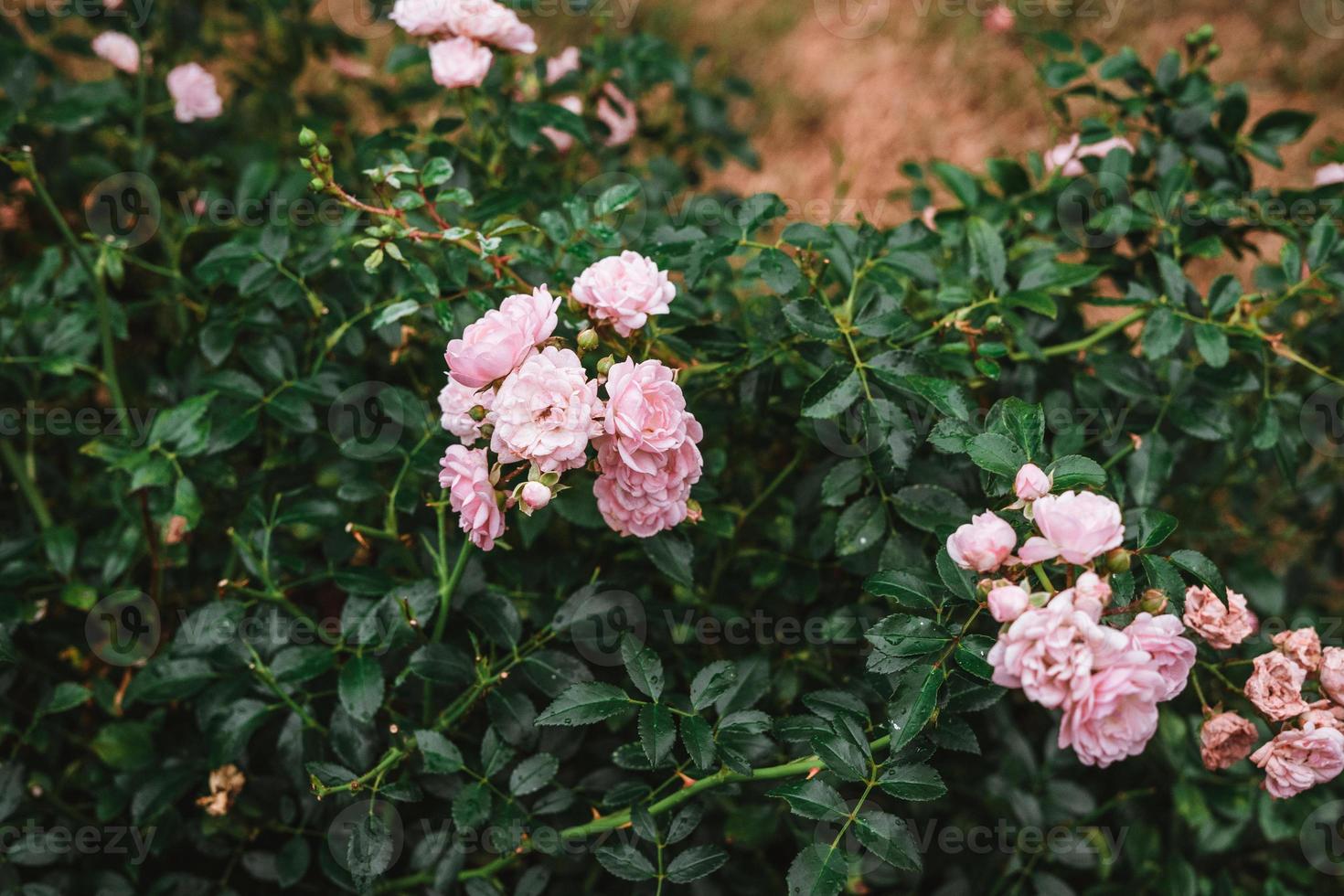 Rosa Bonica 82 in garden photo