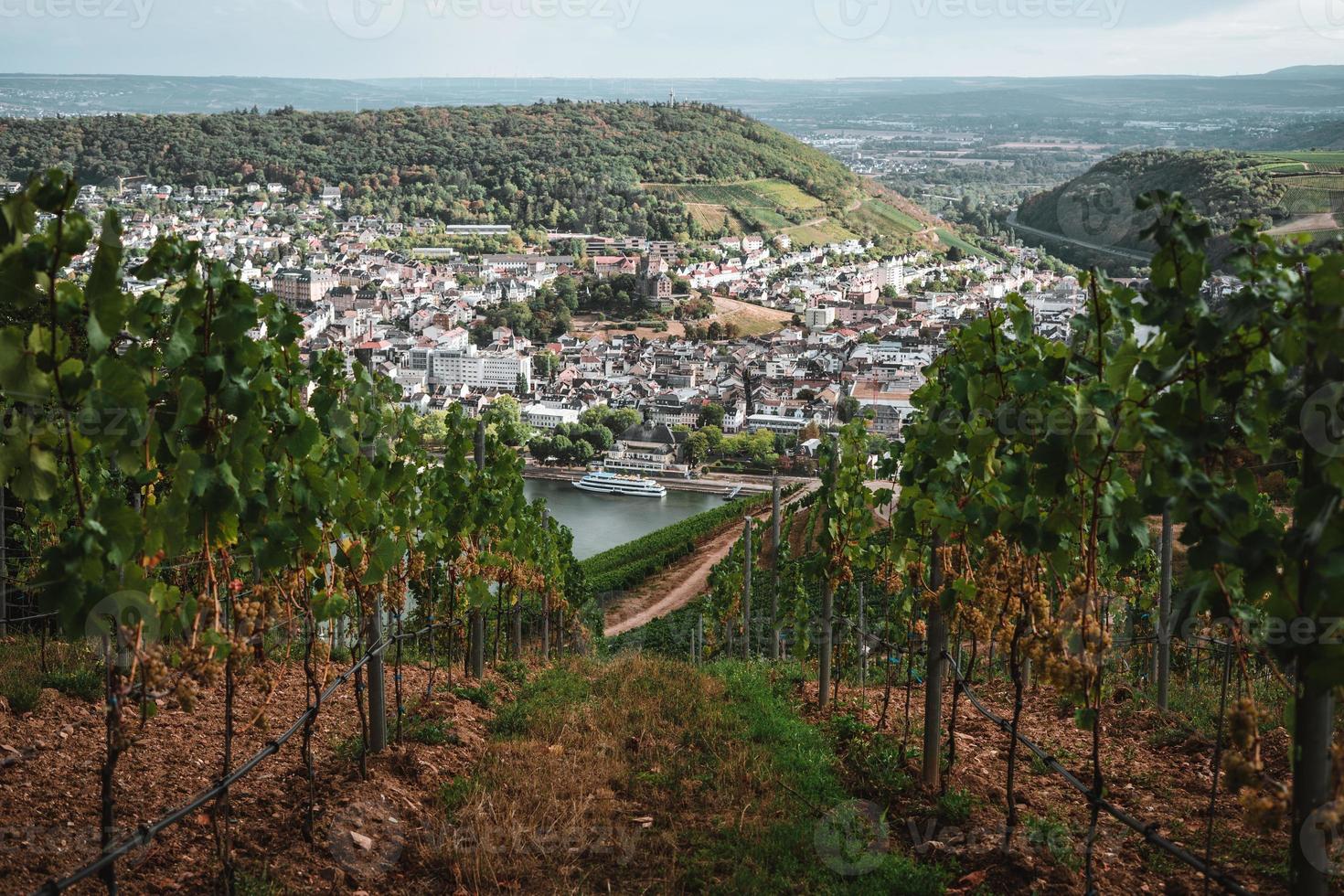 ver de el rhein desde un viñedo durante otoño foto