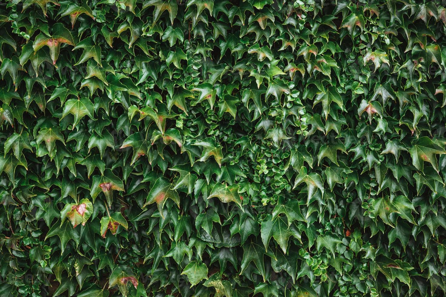 Overgrowth Climbing Leaves 2001113  Prime Walls US