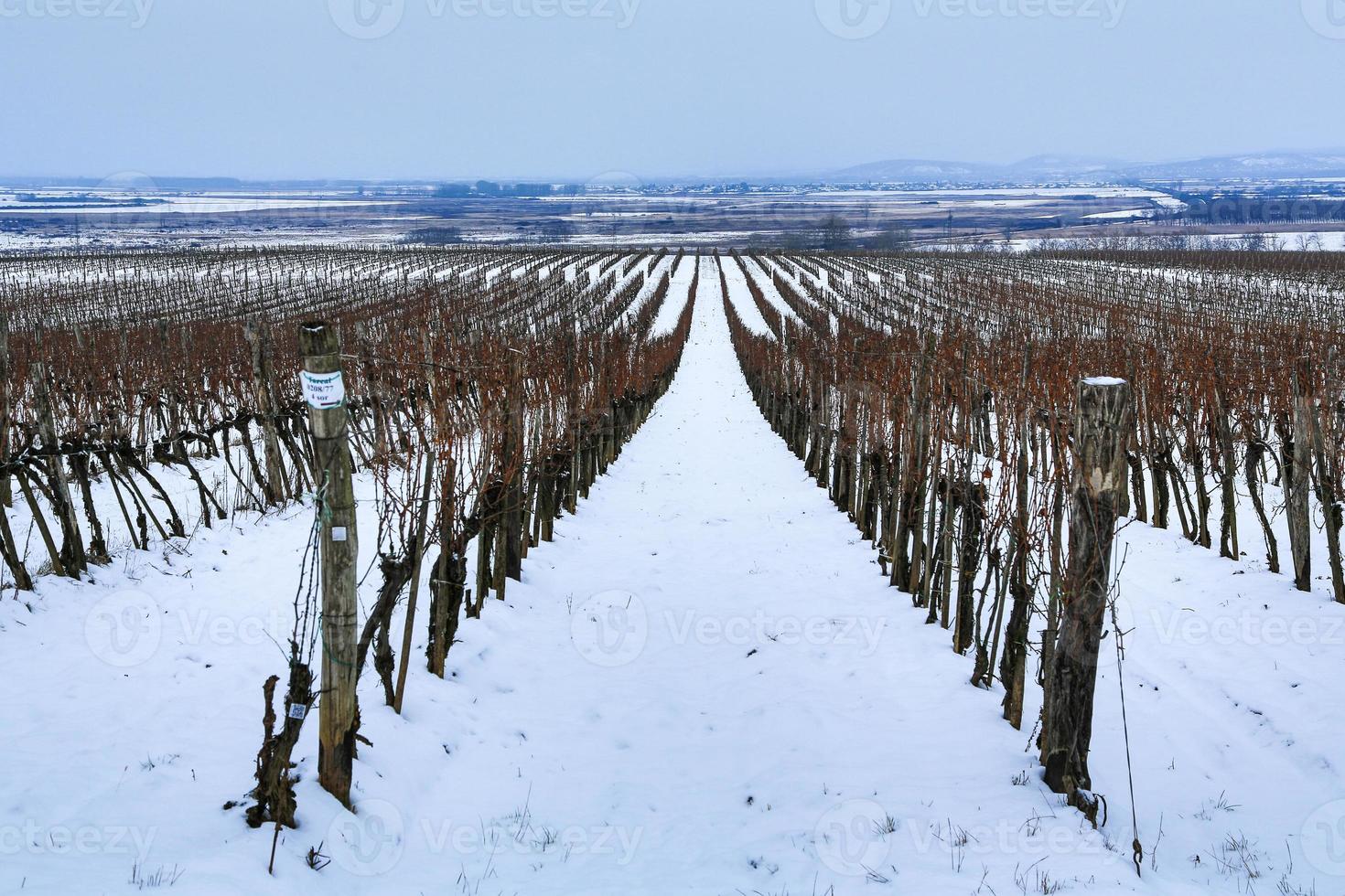 Winter wonderland near Tokaj photo