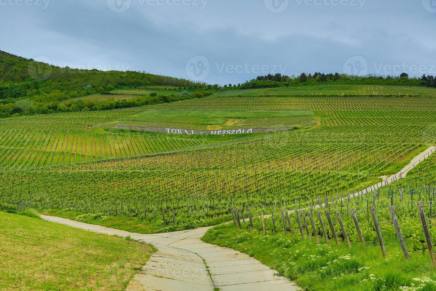 histórico viñedos en tokaj foto