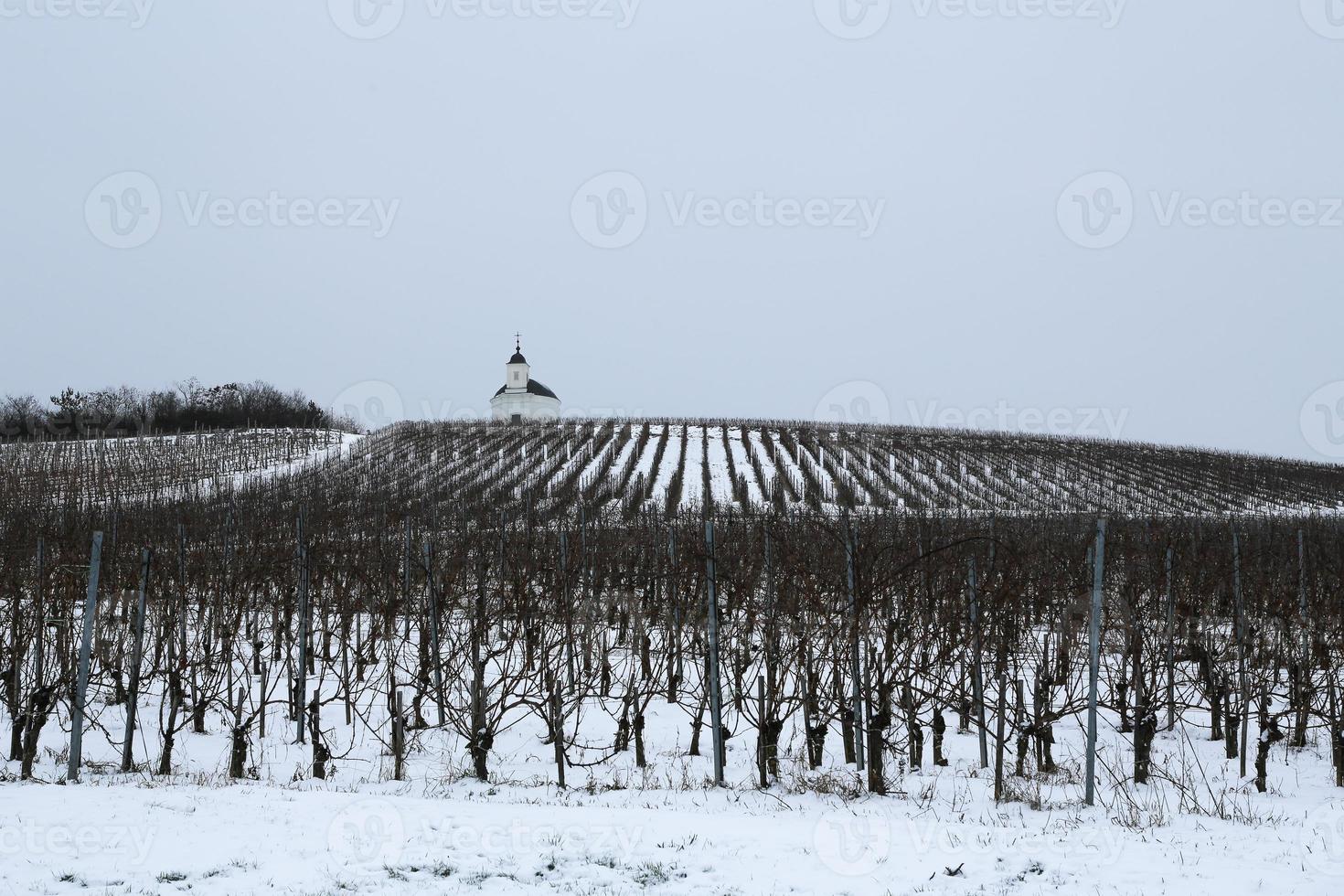 invierno en el viñedo foto