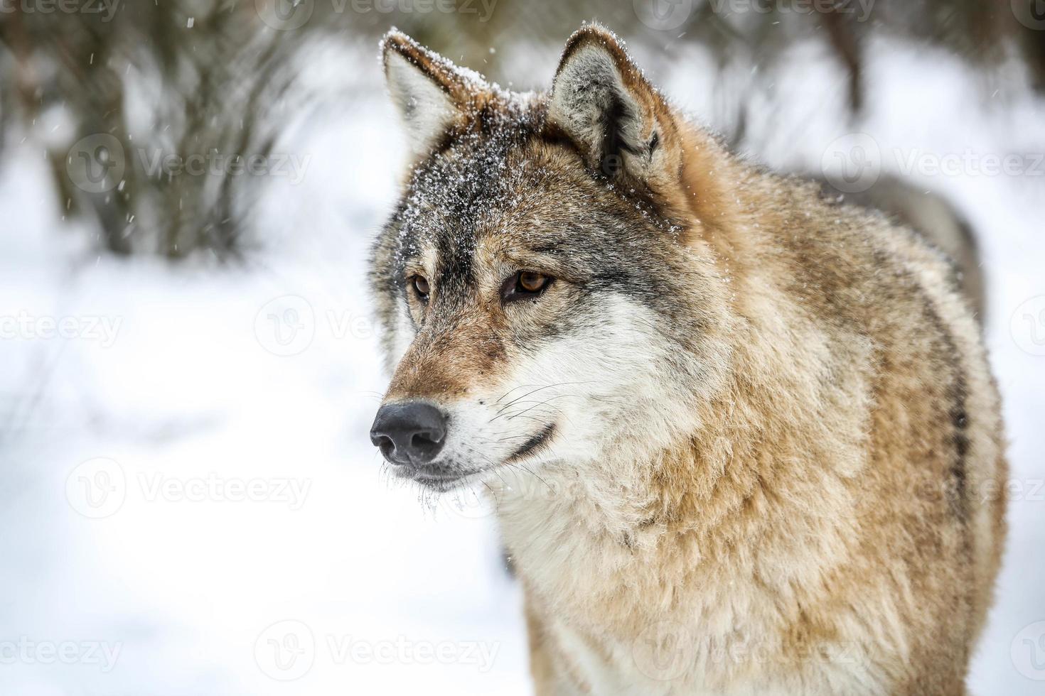 gris lobo en el nieve foto