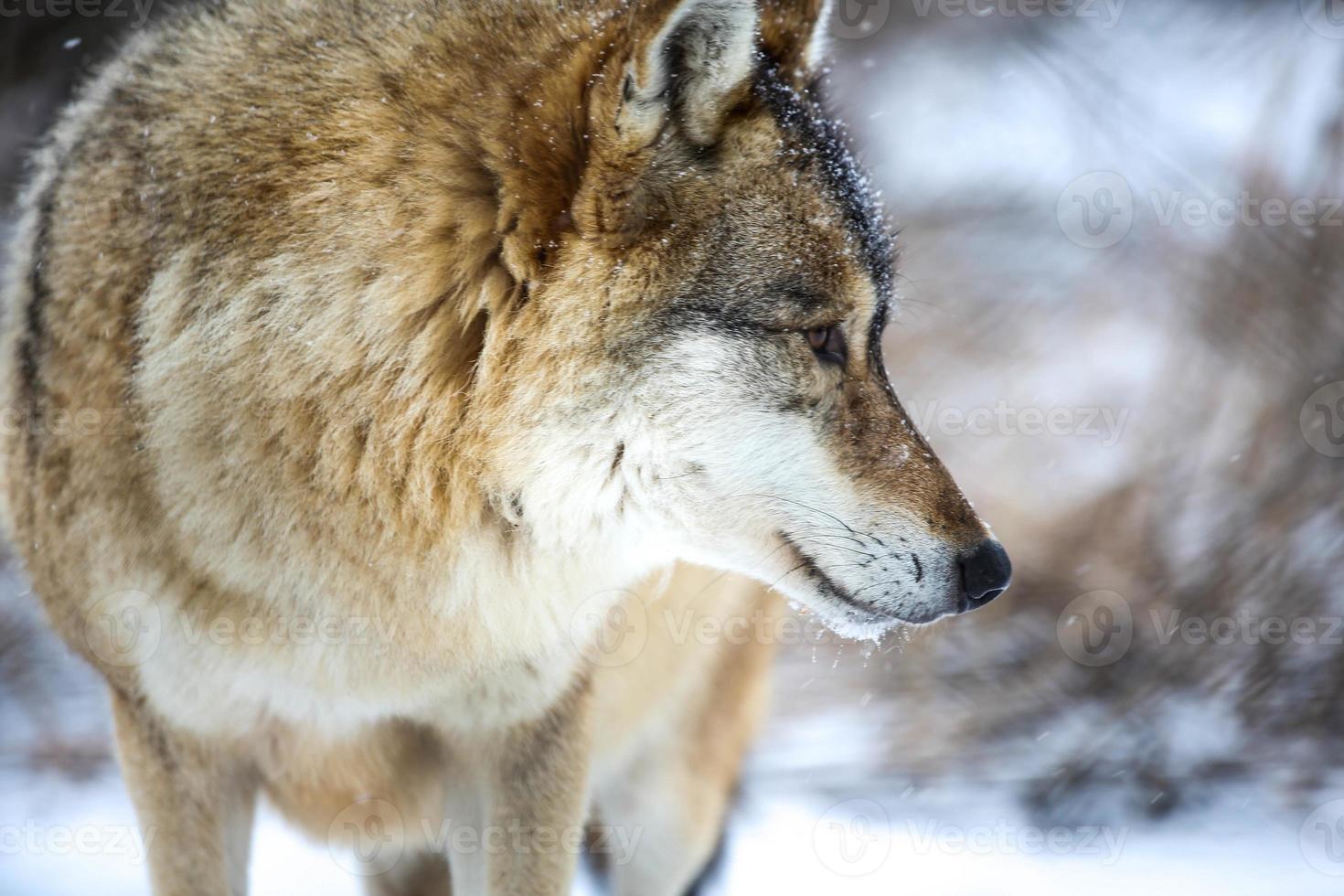 gris lobo en el nieve foto