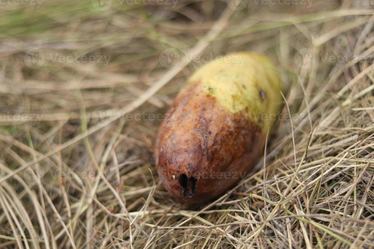 Rotten mango on mango tree. Mango damage by friut fly photo