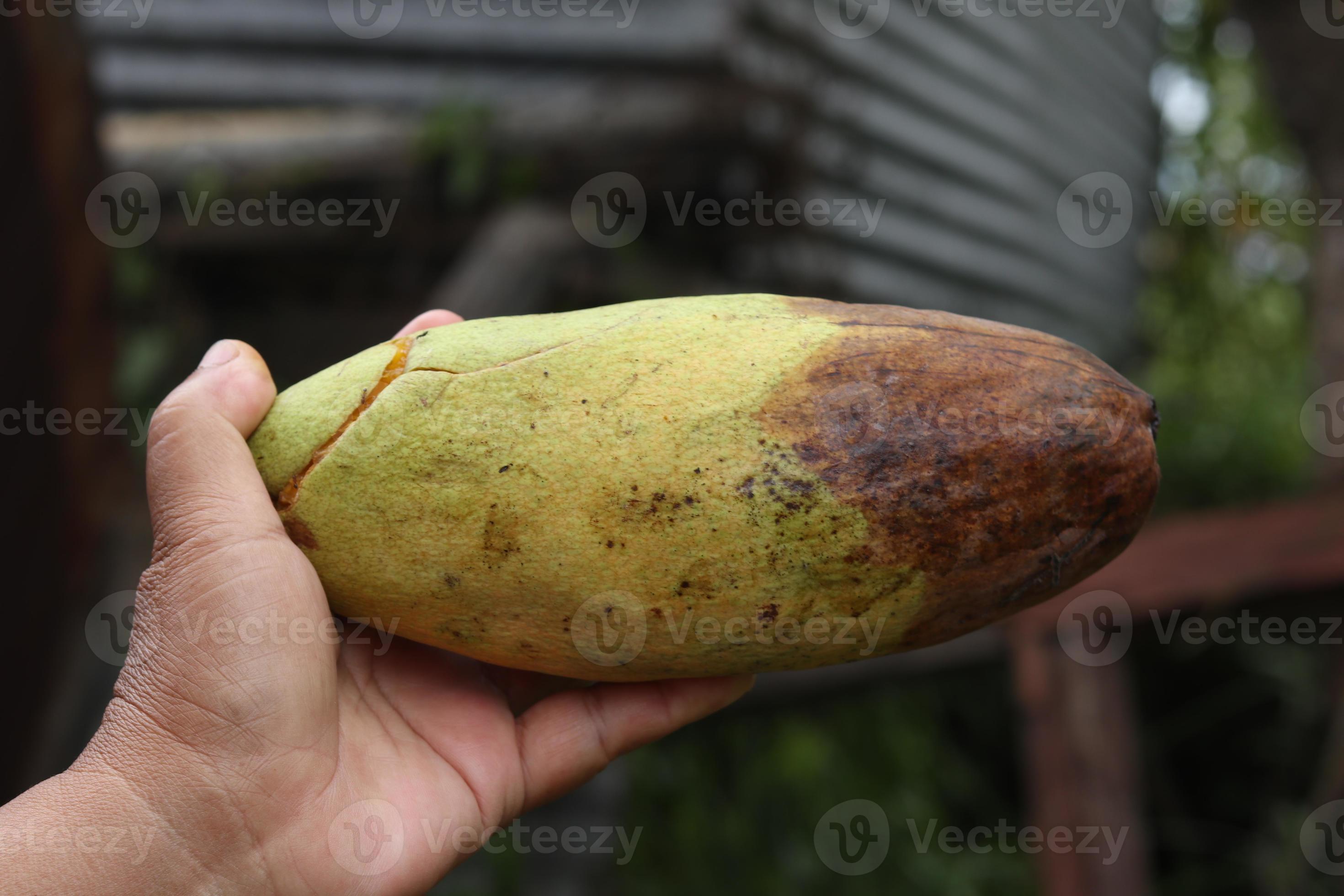 hand holding rotten mango. rotten mango 20491507 Stock Photo at Vecteezy