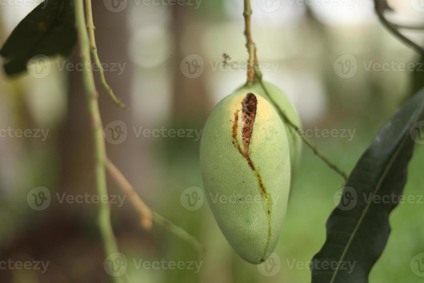 hand holding rotten mango. rotten mango 20491507 Stock Photo at Vecteezy