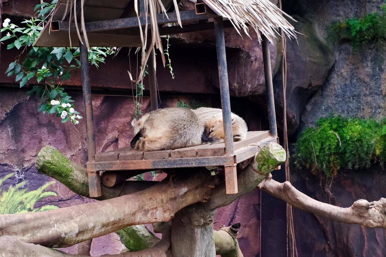 Selective focus of utah prairie dog that is sleeping in its cage. photo