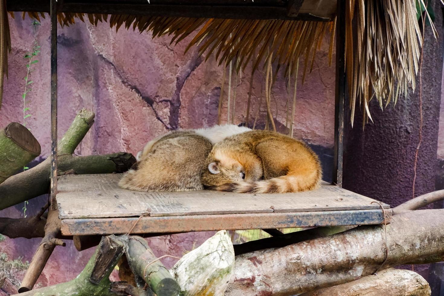 Selective focus of utah prairie dog that is sleeping in its cage. photo