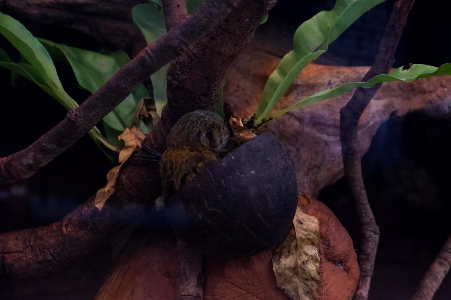 Selective focus of pygmy marmoset dangling in its cage. photo