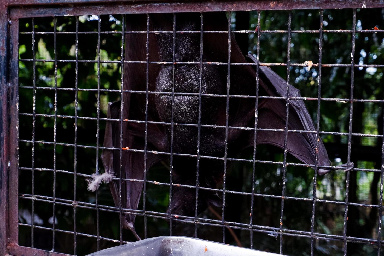 Selective focus of bats sleeping near the iron of their cages. photo