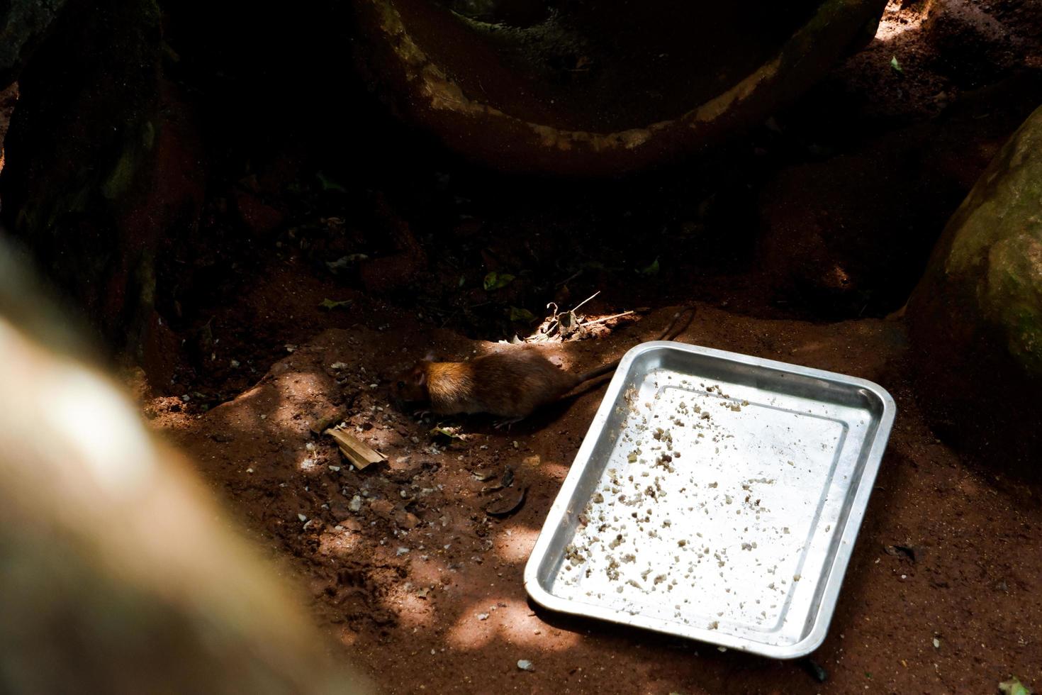 Selective focus of food for nutria rats that are in cages. photo