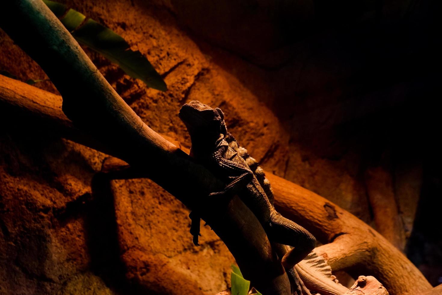 Selective focus of sailfin lizards that are in a dark cage. photo