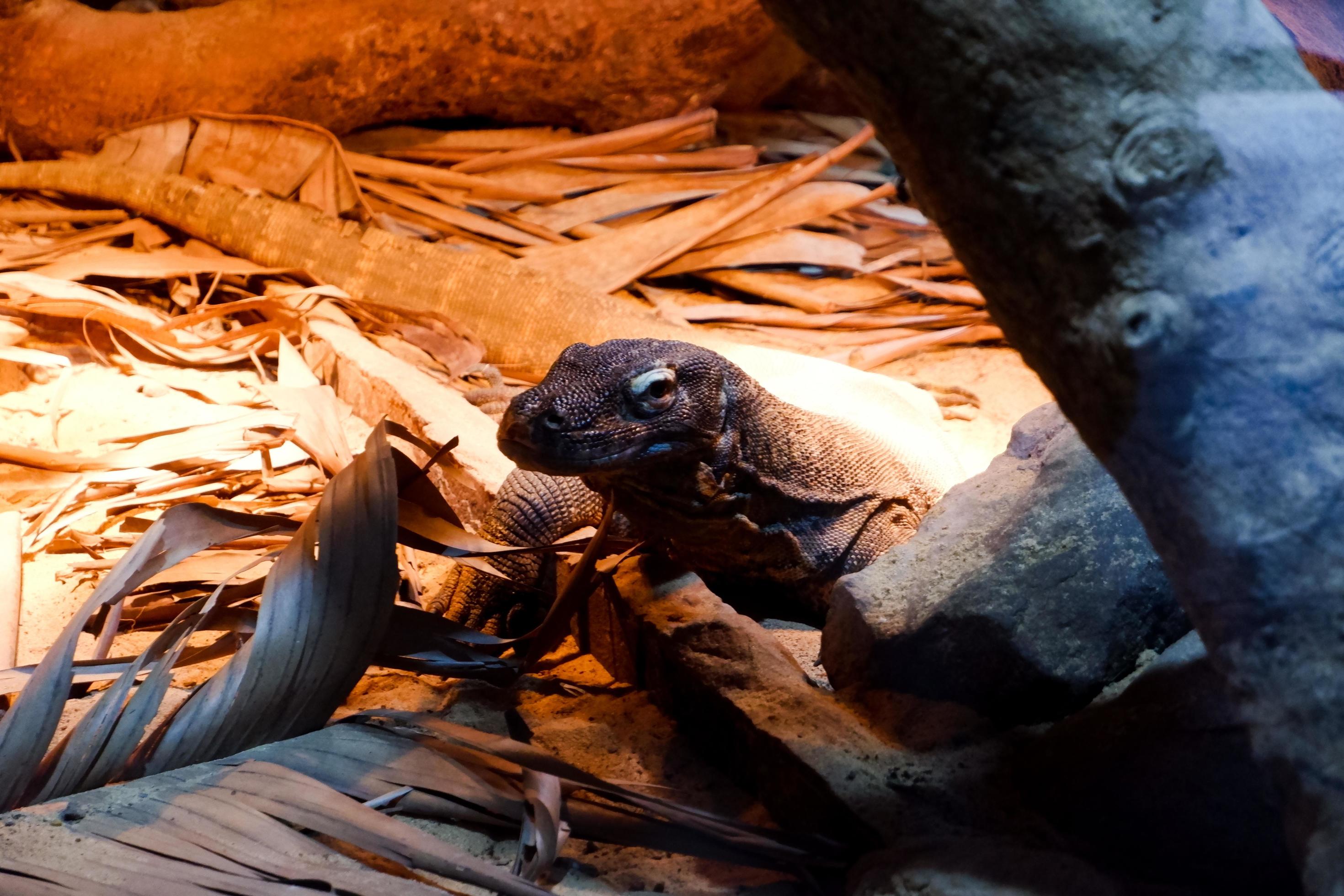Selective focus of monitor lizards perched in a dark cage illuminated