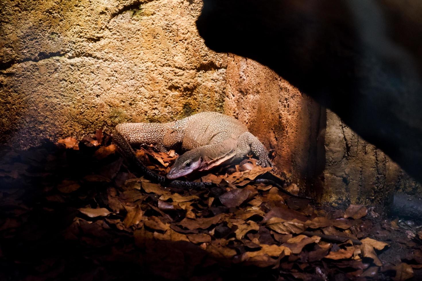 Selective focus of monitor lizards perched in a dark cage illuminated with lights. photo