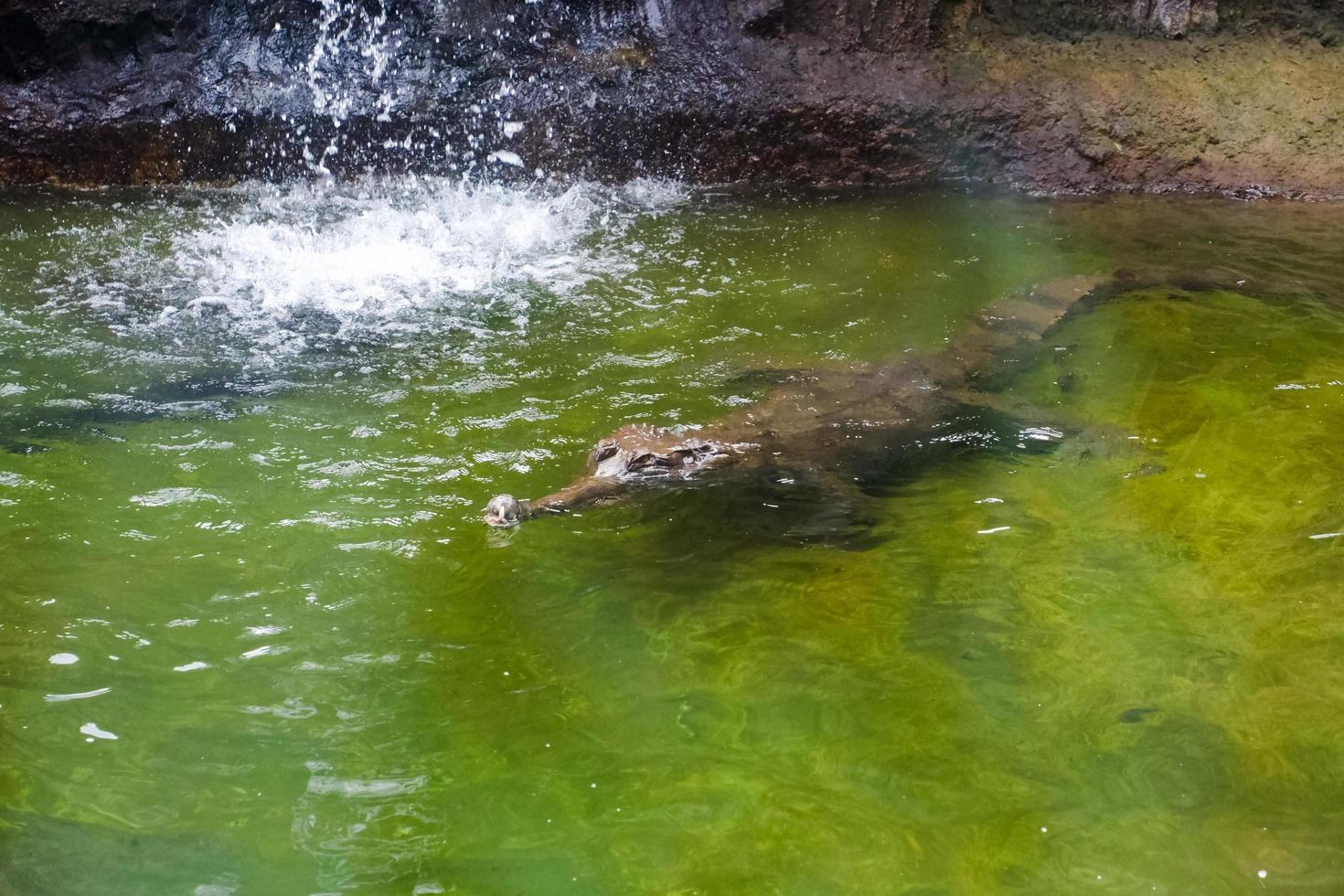 Selective focus of crocodiles swimming in the pool. photo