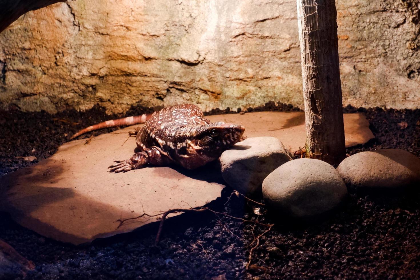 Selective focus of black and white argentina tegu that is perched in a dark place. photo