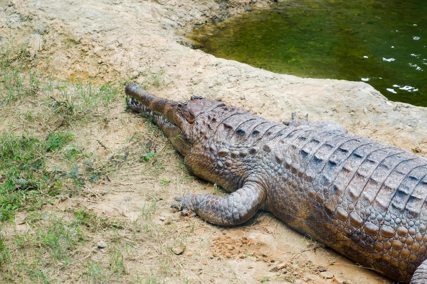 Selective focus of crocodiles that are perched near the pond. photo