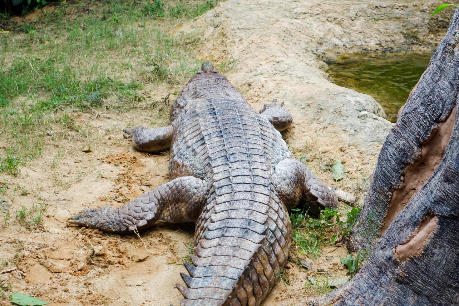 Selective focus of crocodiles that are perched near the pond. photo