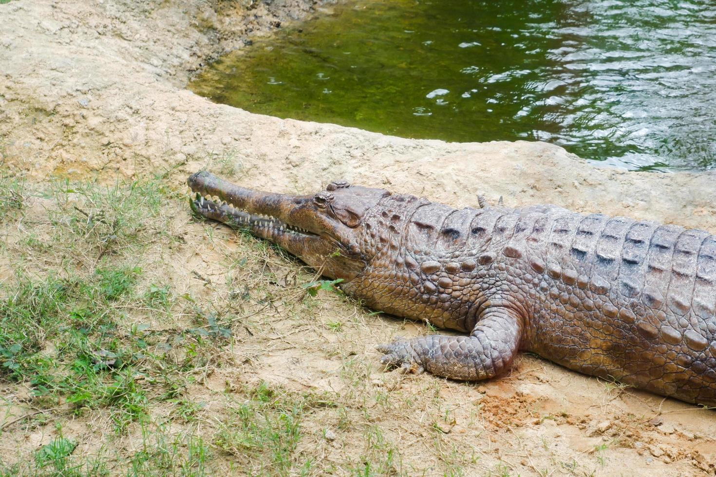 Selective focus of crocodiles that are perched near the pond. photo