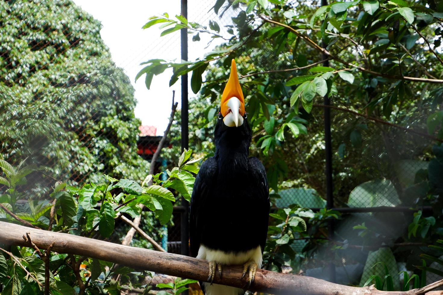 Selective focus of rhinoceros hornbills perched on trees. photo
